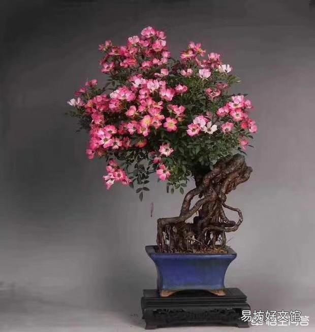 栀子花叶子全部干掉了还能活吗？应该怎么补救？