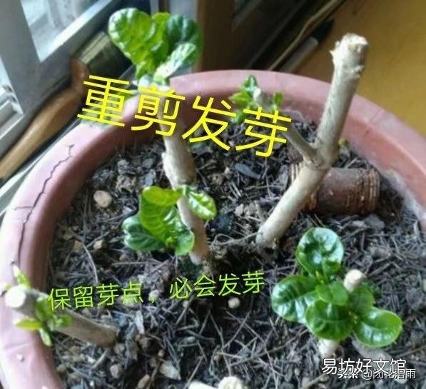 栀子花叶子全部干掉了还能活吗？应该怎么补救？