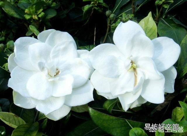 栀子花叶子全部干掉了还能活吗？应该怎么补救？