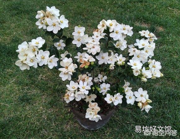 栀子花叶子全部干掉了还能活吗？应该怎么补救？