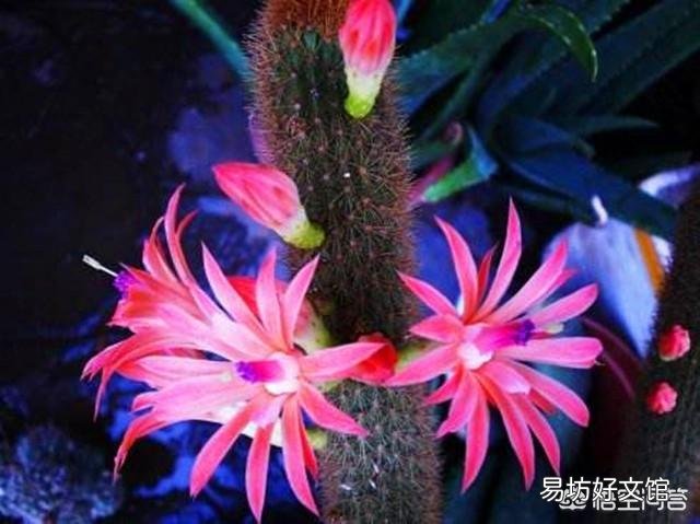 仙人柱烂根了,怎样扦插比较好?