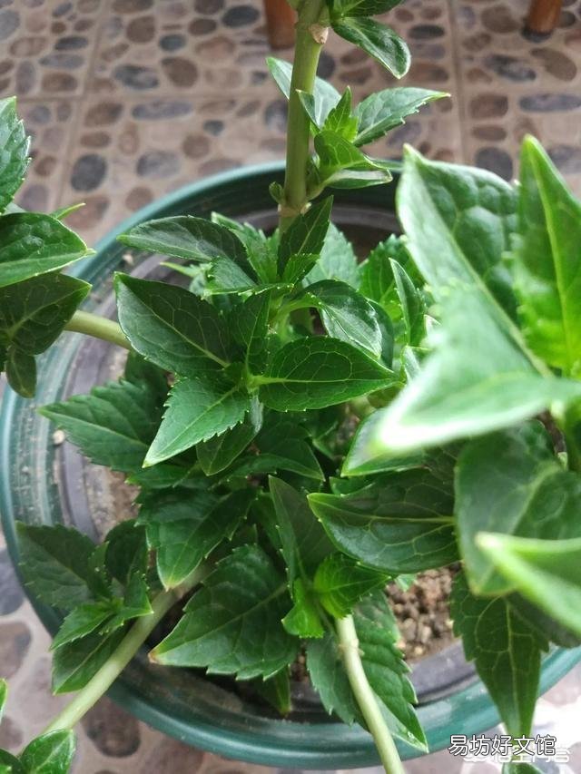 无尽夏的叶片小而且不长是什么原因,个别叶片干尖是什么原因,是阳光暴晒引起的吗?