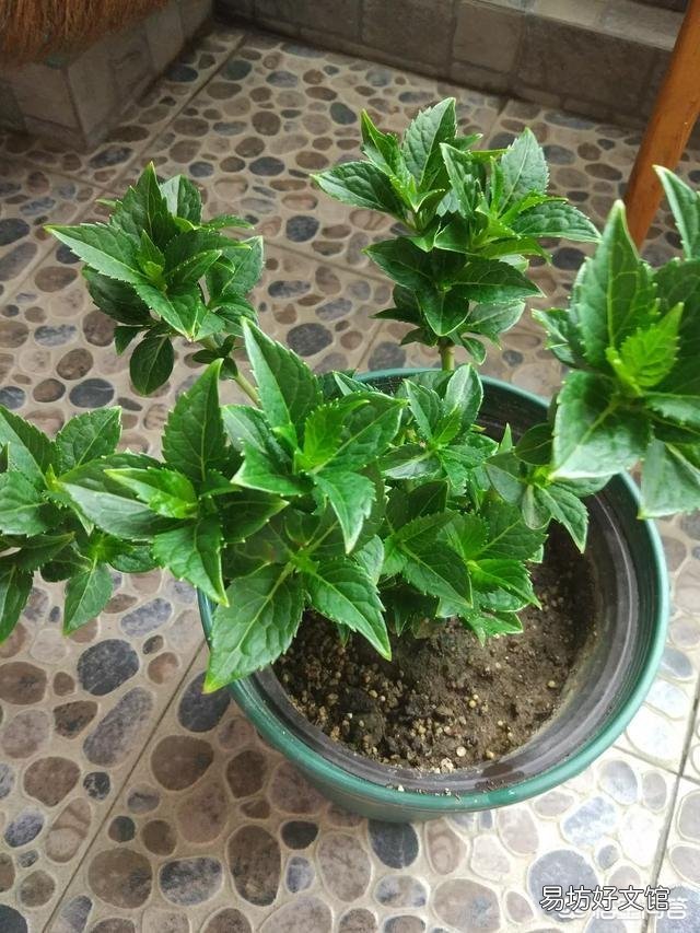 无尽夏的叶片小而且不长是什么原因,个别叶片干尖是什么原因,是阳光暴晒引起的吗?