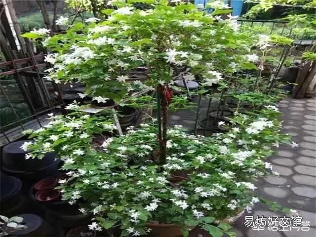 网购的茉莉上盆两天后就掉叶子,这是为什么?