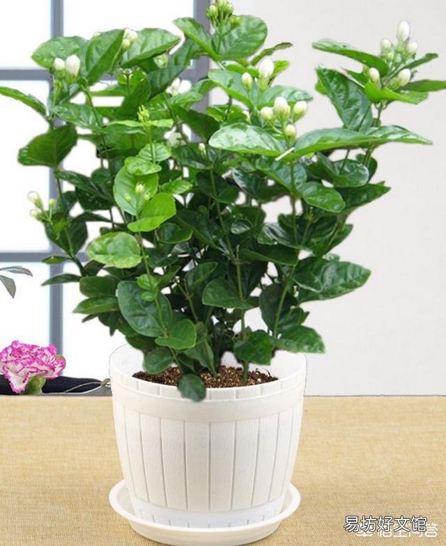 网购的茉莉上盆两天后就掉叶子,这是为什么?