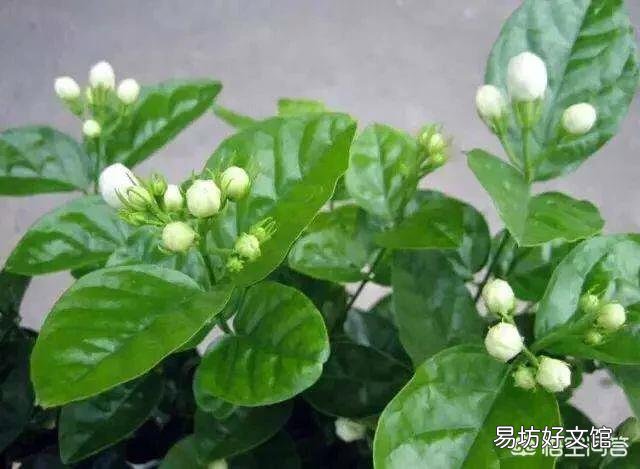 网购的茉莉上盆两天后就掉叶子,这是为什么?