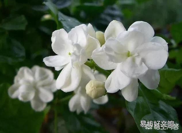 网购的茉莉上盆两天后就掉叶子,这是为什么?