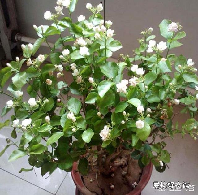 网购的茉莉上盆两天后就掉叶子,这是为什么?