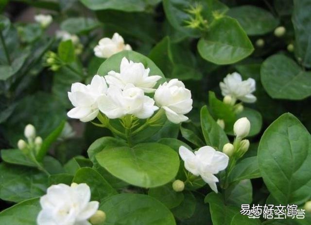 网购的茉莉上盆两天后就掉叶子,这是为什么?