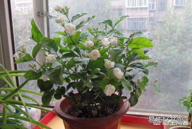 网购的茉莉上盆两天后就掉叶子,这是为什么?