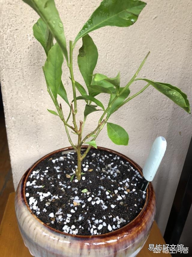 网购的茉莉上盆两天后就掉叶子,这是为什么?