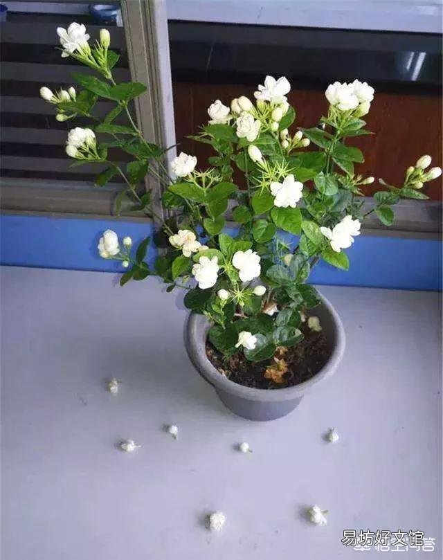 网购的茉莉上盆两天后就掉叶子,这是为什么?