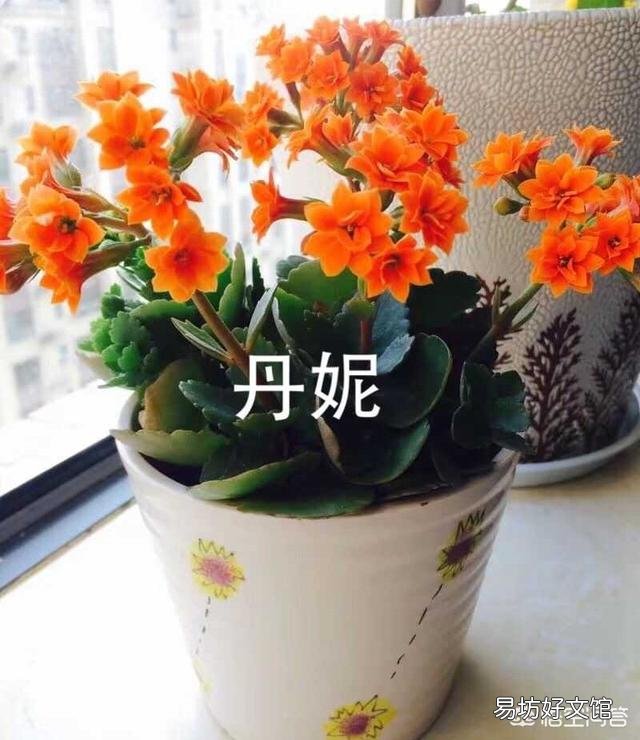 长寿花上次施肥后就从根部开始发焉,这是什么原因?