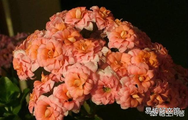 长寿花上次施肥后就从根部开始发焉,这是什么原因?