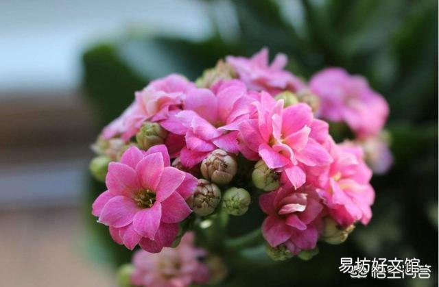 长寿花上次施肥后就从根部开始发焉,这是什么原因?