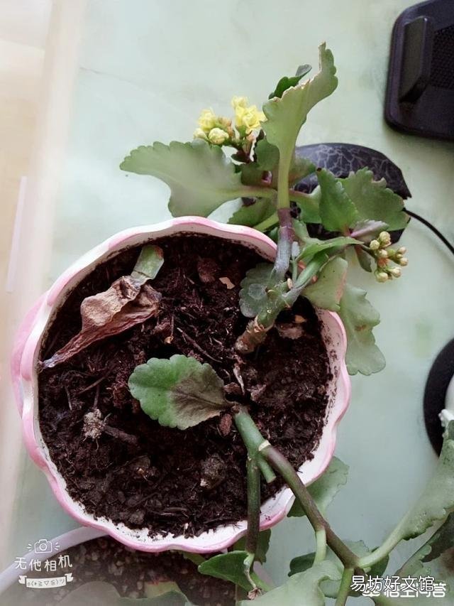 长寿花上次施肥后就从根部开始发焉,这是什么原因?