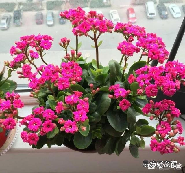 长寿花上次施肥后就从根部开始发焉,这是什么原因?