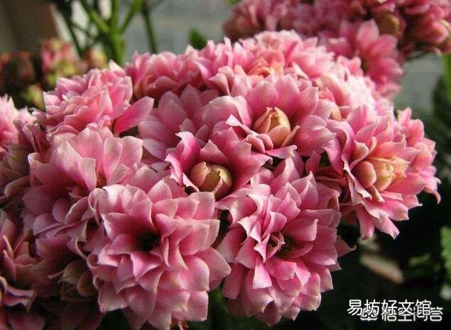 长寿花上次施肥后就从根部开始发焉,这是什么原因?