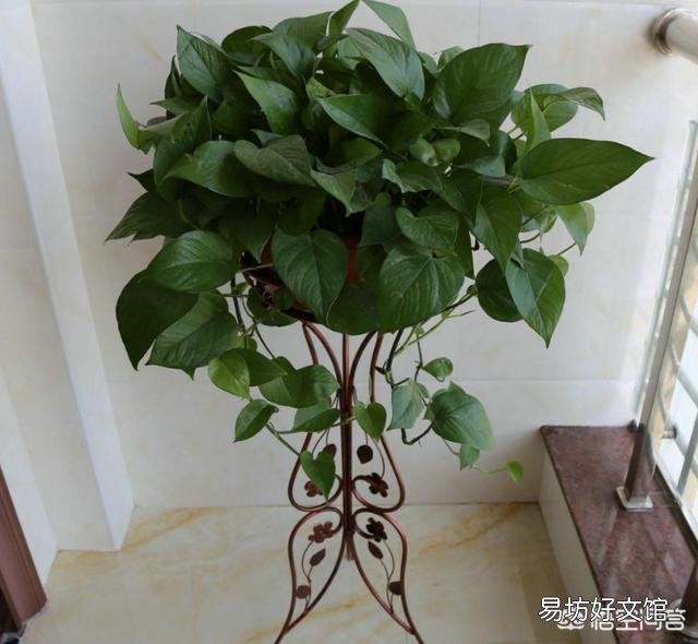 绿萝叶子不是深绿色，颜色淡是怎么回事？