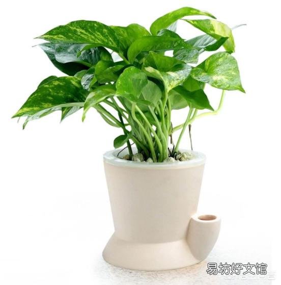 绿萝叶子不是深绿色，颜色淡是怎么回事？