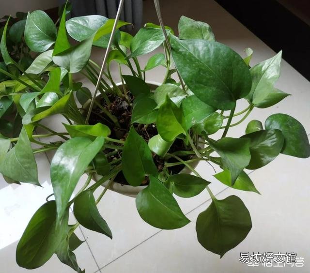 绿萝叶子不是深绿色，颜色淡是怎么回事？