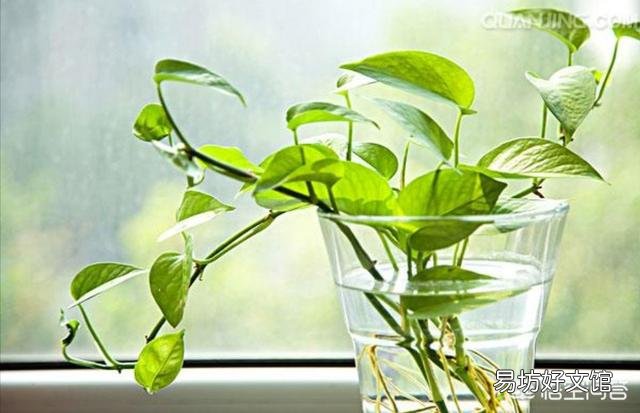怎样能让绿萝多分叉开枝?