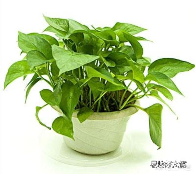 怎样能让绿萝多分叉开枝?