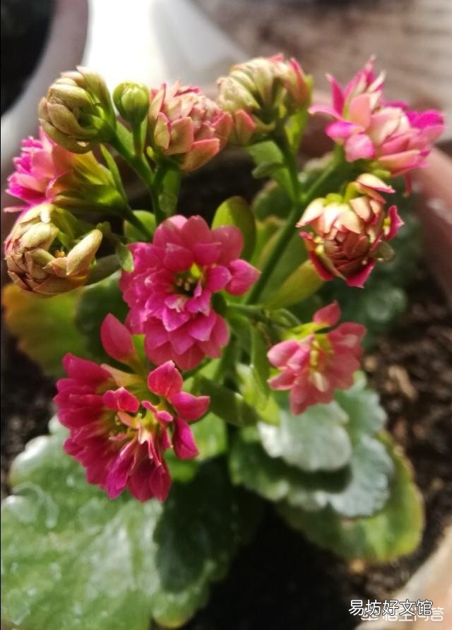 长寿花花苞残缺不全,是怎么回事?