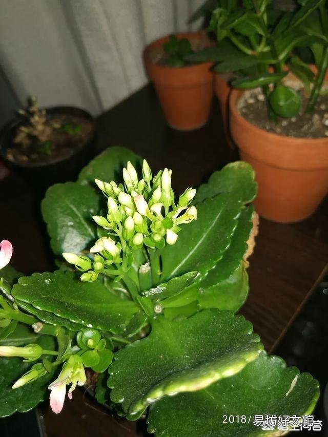 长寿花花苞残缺不全,是怎么回事?