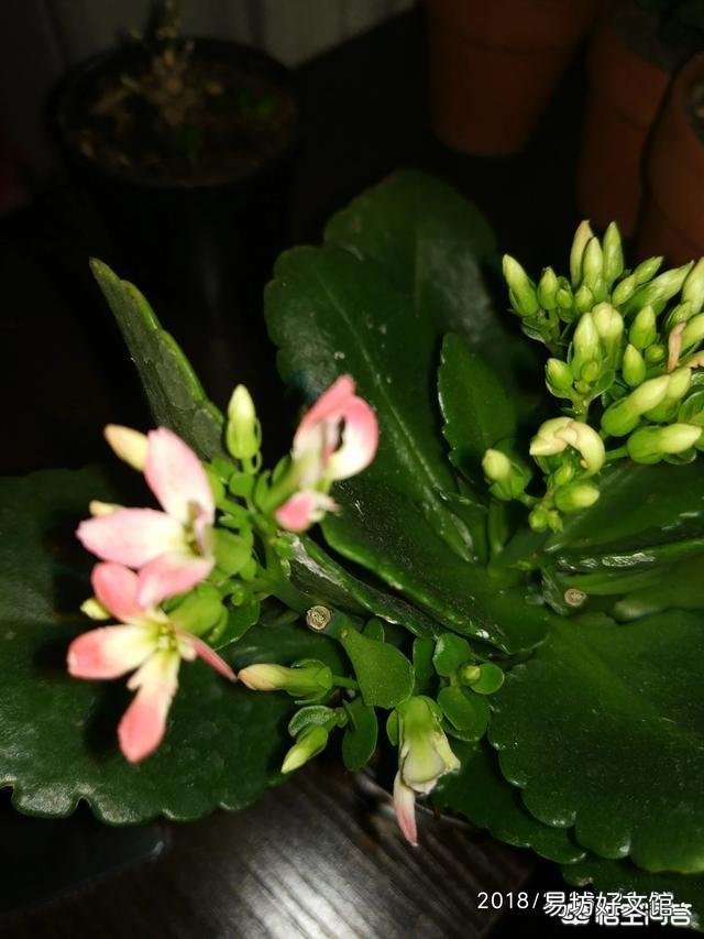 长寿花花苞残缺不全,是怎么回事?
