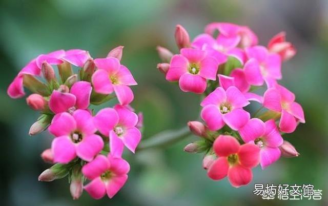 长寿花花苞残缺不全,是怎么回事?