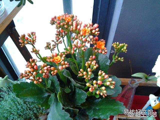 长寿花花苞残缺不全,是怎么回事?
