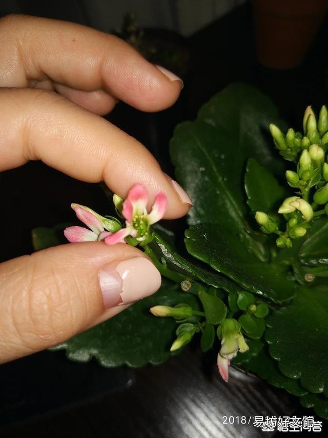 长寿花花苞残缺不全,是怎么回事?