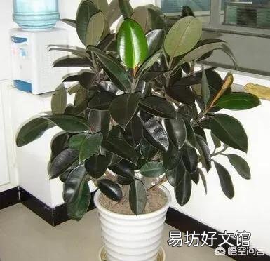 橡皮树重修剪到没有叶还能发芽吗?