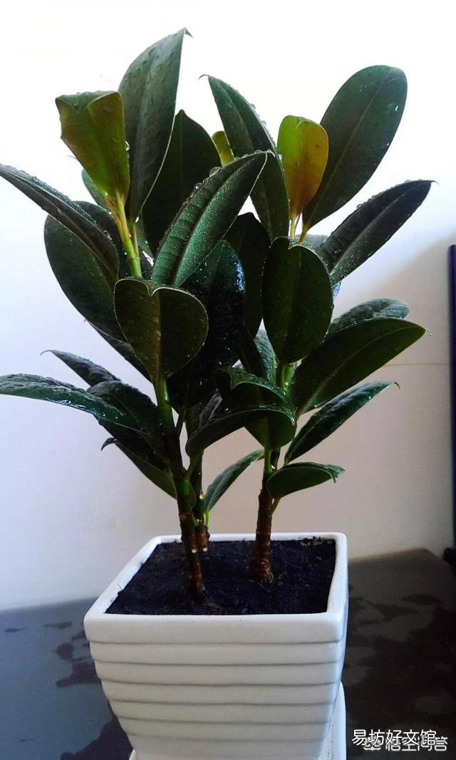 橡皮树重修剪到没有叶还能发芽吗?