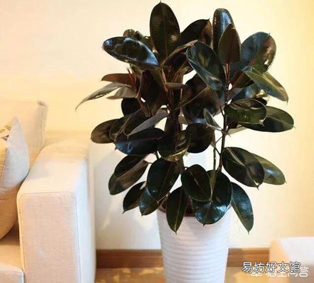 橡皮树重修剪到没有叶还能发芽吗?