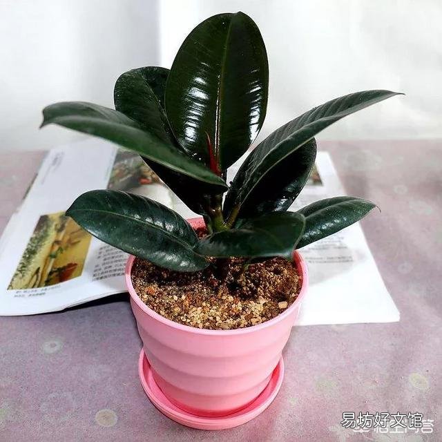 橡皮树重修剪到没有叶还能发芽吗?