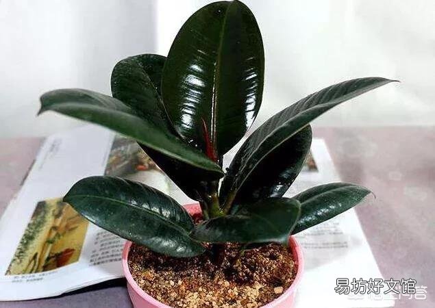 橡皮树重修剪到没有叶还能发芽吗?