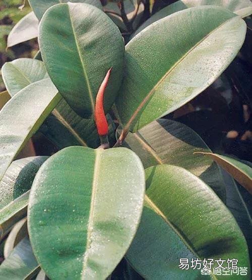 橡皮树重修剪到没有叶还能发芽吗?