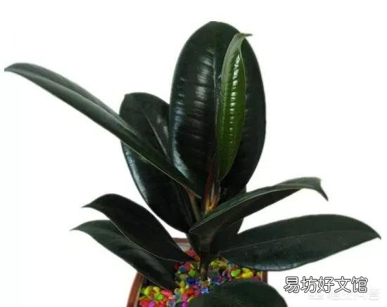 橡皮树重修剪到没有叶还能发芽吗?