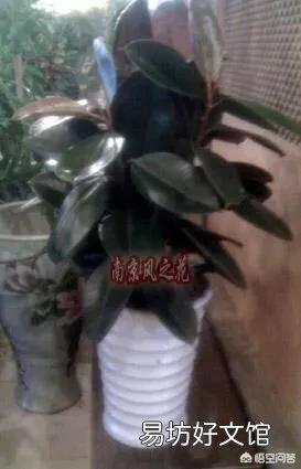 橡皮树重修剪到没有叶还能发芽吗?