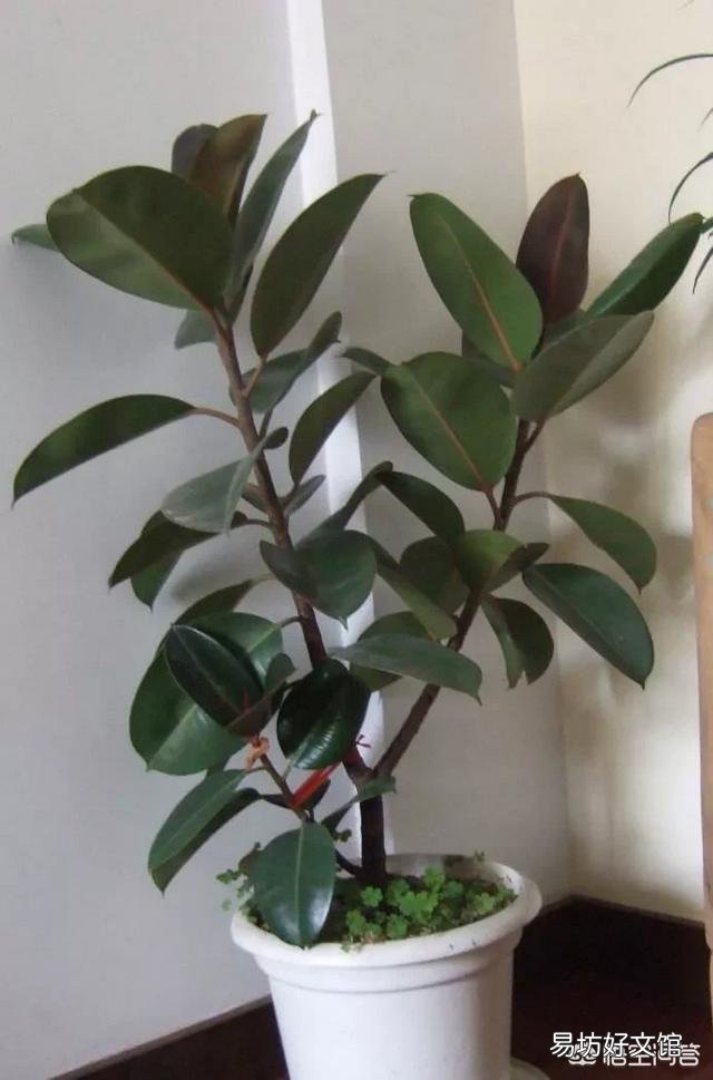 橡皮树重修剪到没有叶还能发芽吗?