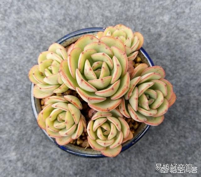 多肉长出侧芽要不要拔掉?
