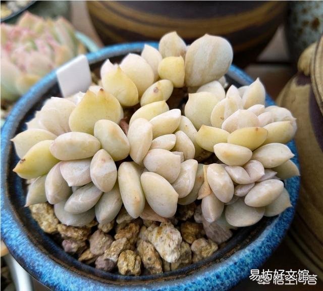 多肉长出侧芽要不要拔掉?