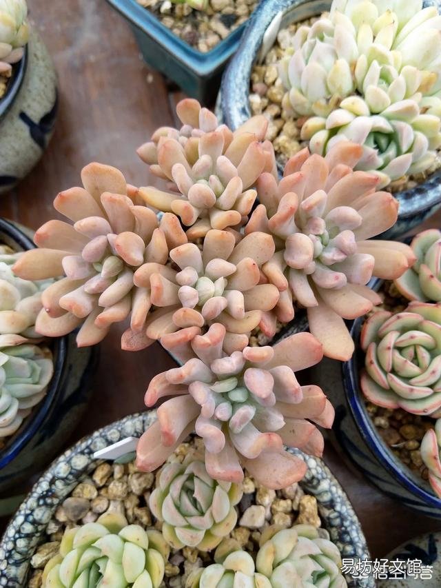 多肉长出侧芽要不要拔掉?