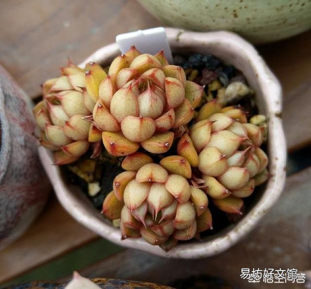 多肉长出侧芽要不要拔掉?
