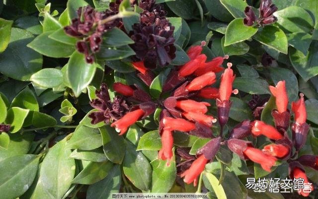 口红吊兰的花苞老掉,是怎么回事?