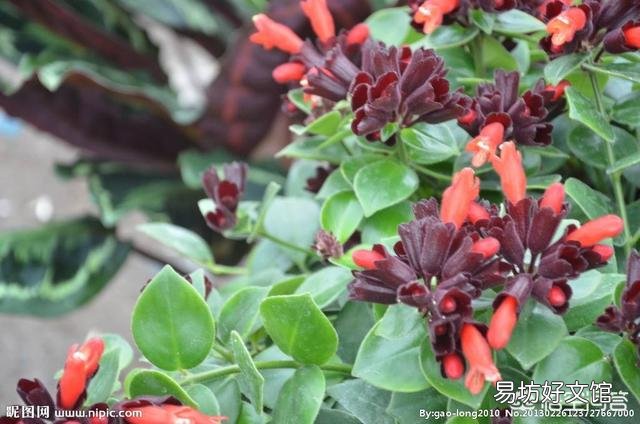口红吊兰的花苞老掉,是怎么回事?