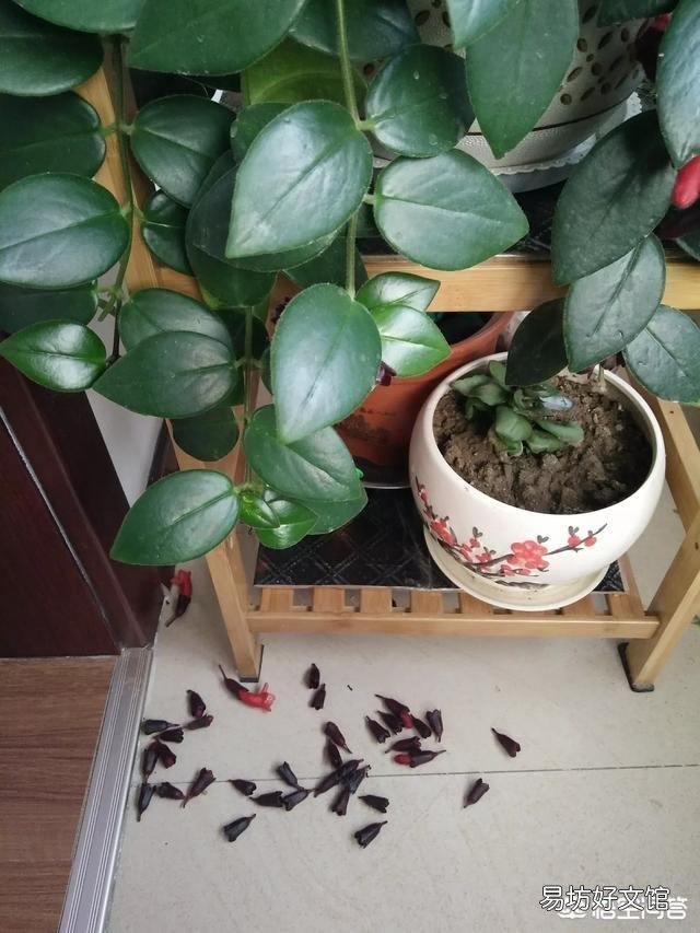 口红吊兰的花苞老掉,是怎么回事?