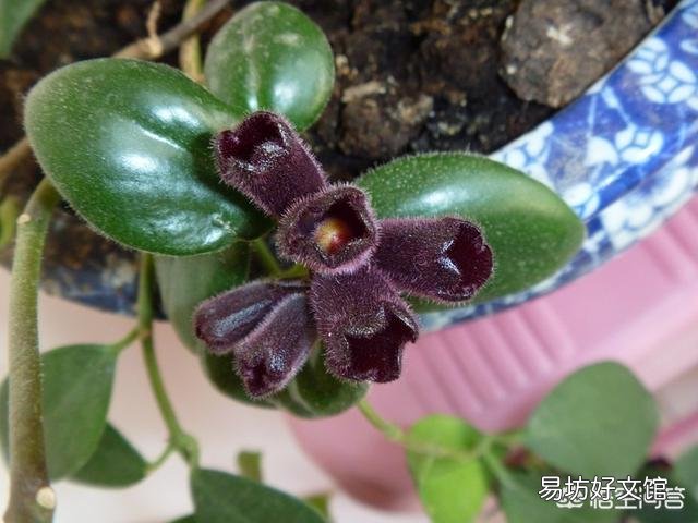 口红吊兰的花苞老掉,是怎么回事?